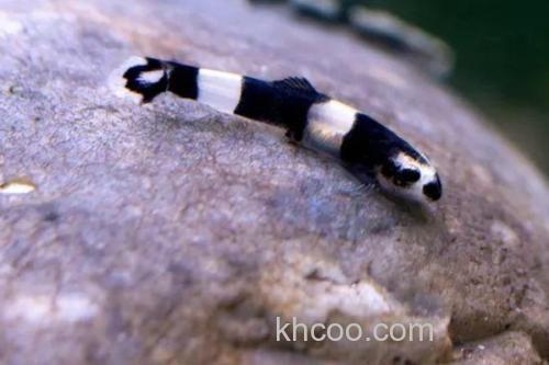 厚唇瑶山鳅是什么鱼？_1