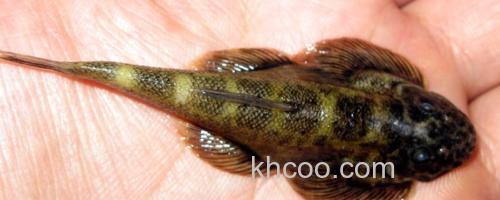 刺臀华吸鳅是什么鱼？_0