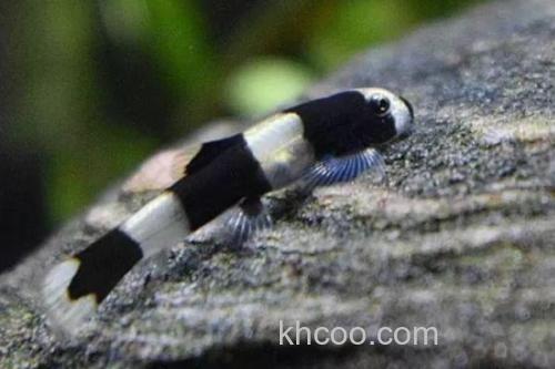 厚唇瑶山鳅是什么鱼？_3