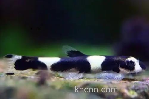 厚唇瑶山鳅是什么鱼？_2