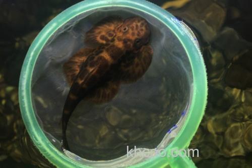 刺臀华吸鳅是什么鱼？_2