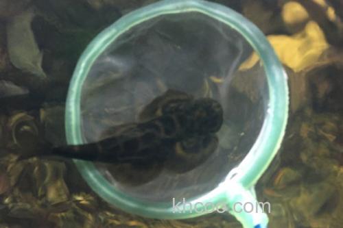 刺臀华吸鳅是什么鱼？_1