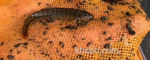 横纹南鳅是什么鱼？_0