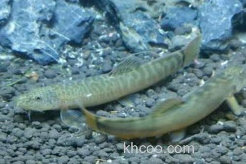 横纹南鳅是什么鱼？_1