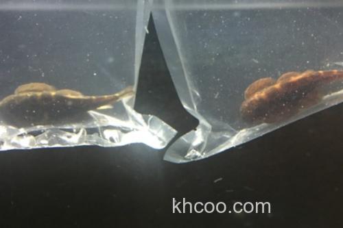 刺臀华吸鳅是什么鱼？_3