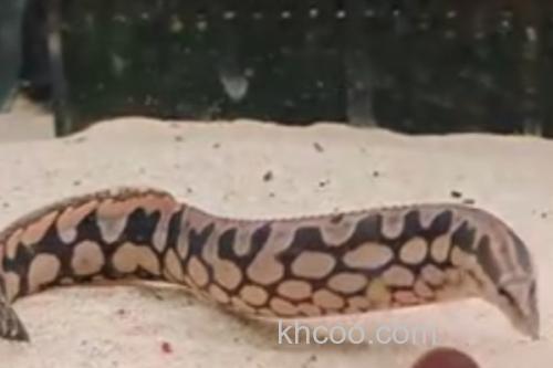 网纹刺鳅是什么鱼？_1