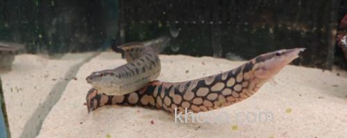 网纹刺鳅是什么鱼？_0