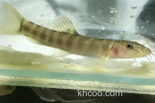 横纹南鳅是什么鱼？_2