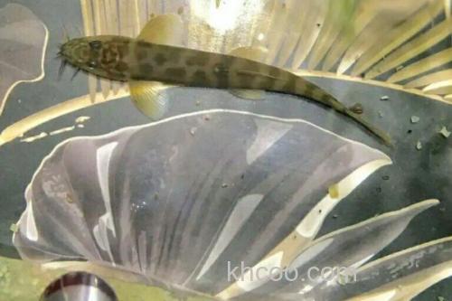 横纹南鳅是什么鱼？_3