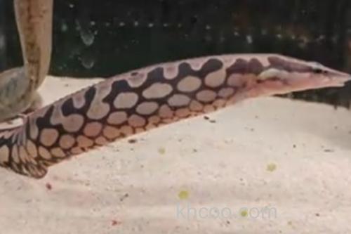 网纹刺鳅是什么鱼？_2