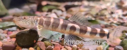 大斑南鳅是什么鱼？_0