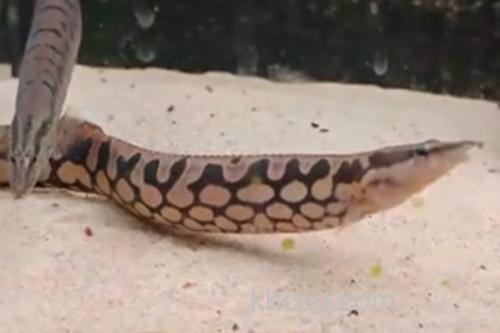 网纹刺鳅是什么鱼？_3