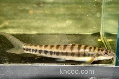 大斑南鳅是什么鱼？_1