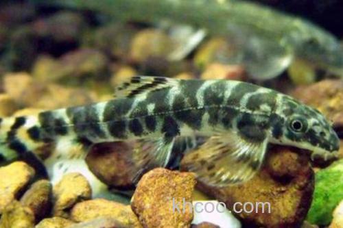 大斑南鳅是什么鱼？_2