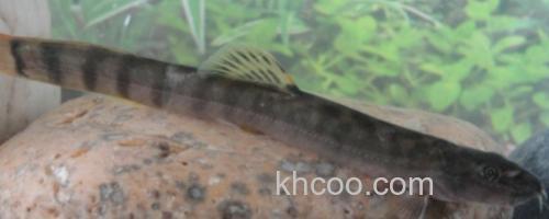 长南鳅是什么鱼？_0