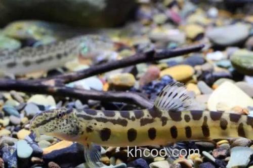 大斑南鳅是什么鱼？_3