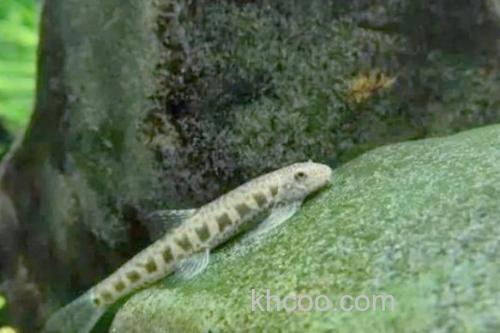 长南鳅是什么鱼？_3