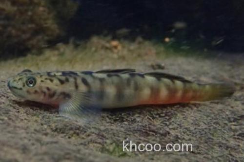 长南鳅是什么鱼？_1