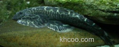 下司华吸鳅是什么鱼？_0