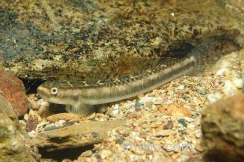 长南鳅是什么鱼？_2