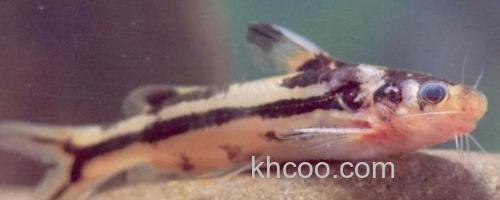 条纹鮠是什么鱼？_0