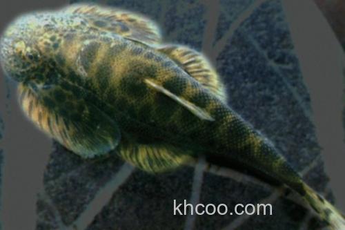 下司华吸鳅是什么鱼？_1