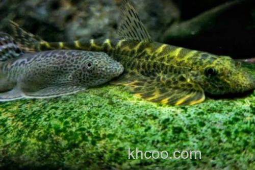 下司华吸鳅是什么鱼？_3