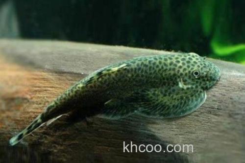 下司华吸鳅是什么鱼？_2