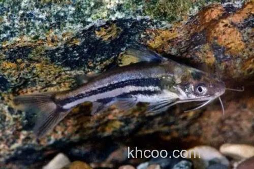 条纹鮠是什么鱼？_2