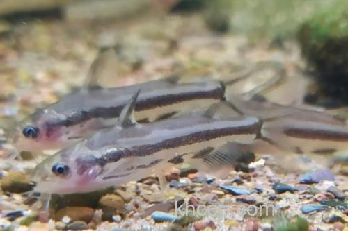 条纹鮠是什么鱼？_3