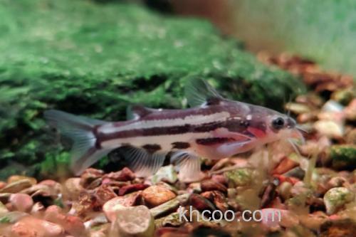 条纹鮠是什么鱼？_1