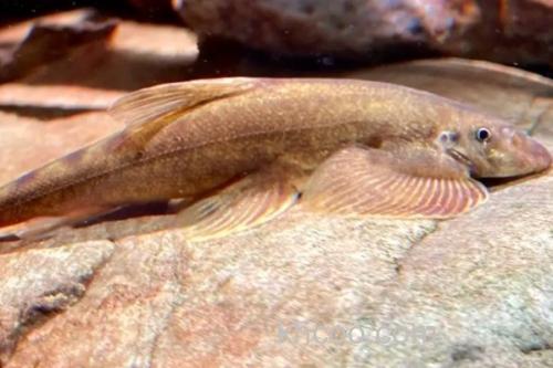 中华间吸鳅是什么鱼？_3