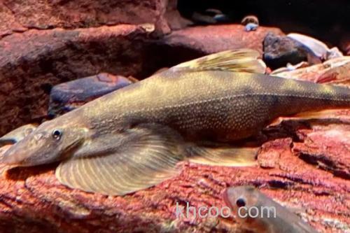 中华间吸鳅是什么鱼？_2