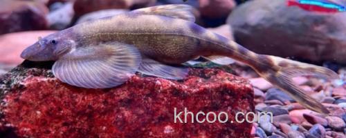 中华间吸鳅是什么鱼？_0