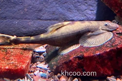 中华间吸鳅是什么鱼？_1