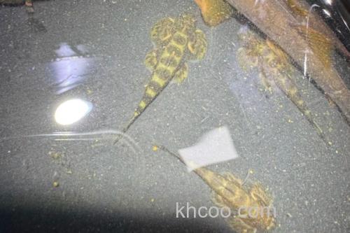 大眼间吸鳅是什么鱼？_1