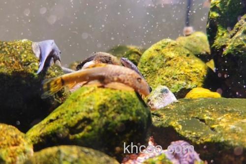 大眼间吸鳅是什么鱼？_2