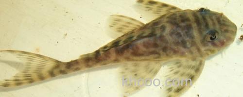 大眼间吸鳅是什么鱼？_0