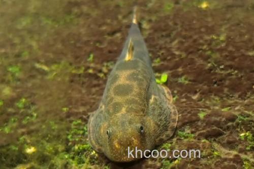 大渡河华吸鳅是什么鱼？_1