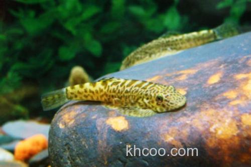 大眼间吸鳅是什么鱼？_3