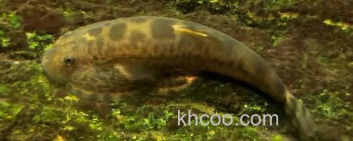 大渡河华吸鳅是什么鱼？_0
