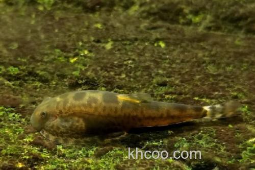 大渡河华吸鳅是什么鱼？_2