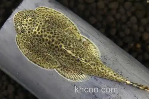 大口华吸鳅是什么鱼？_1