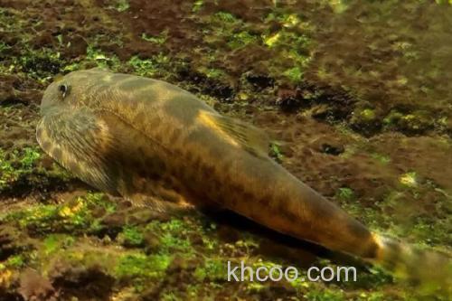 大渡河华吸鳅是什么鱼？_3