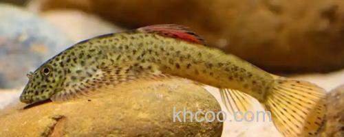 大口华吸鳅是什么鱼？_0