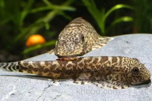 大口华吸鳅是什么鱼？_2