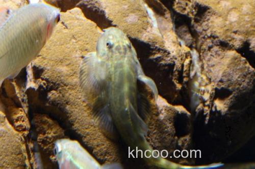 多斑华吸鳅是什么鱼？_1