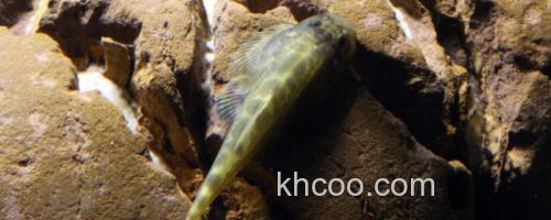 多斑华吸鳅是什么鱼？_0