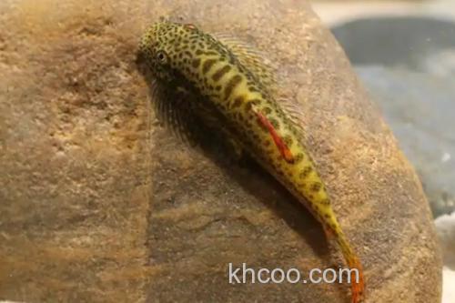 大口华吸鳅是什么鱼？_3