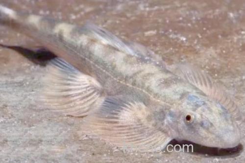 张氏间吸鳅是什么鱼？_1